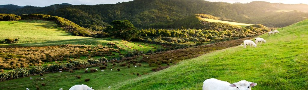 Sheep in New Zealand.